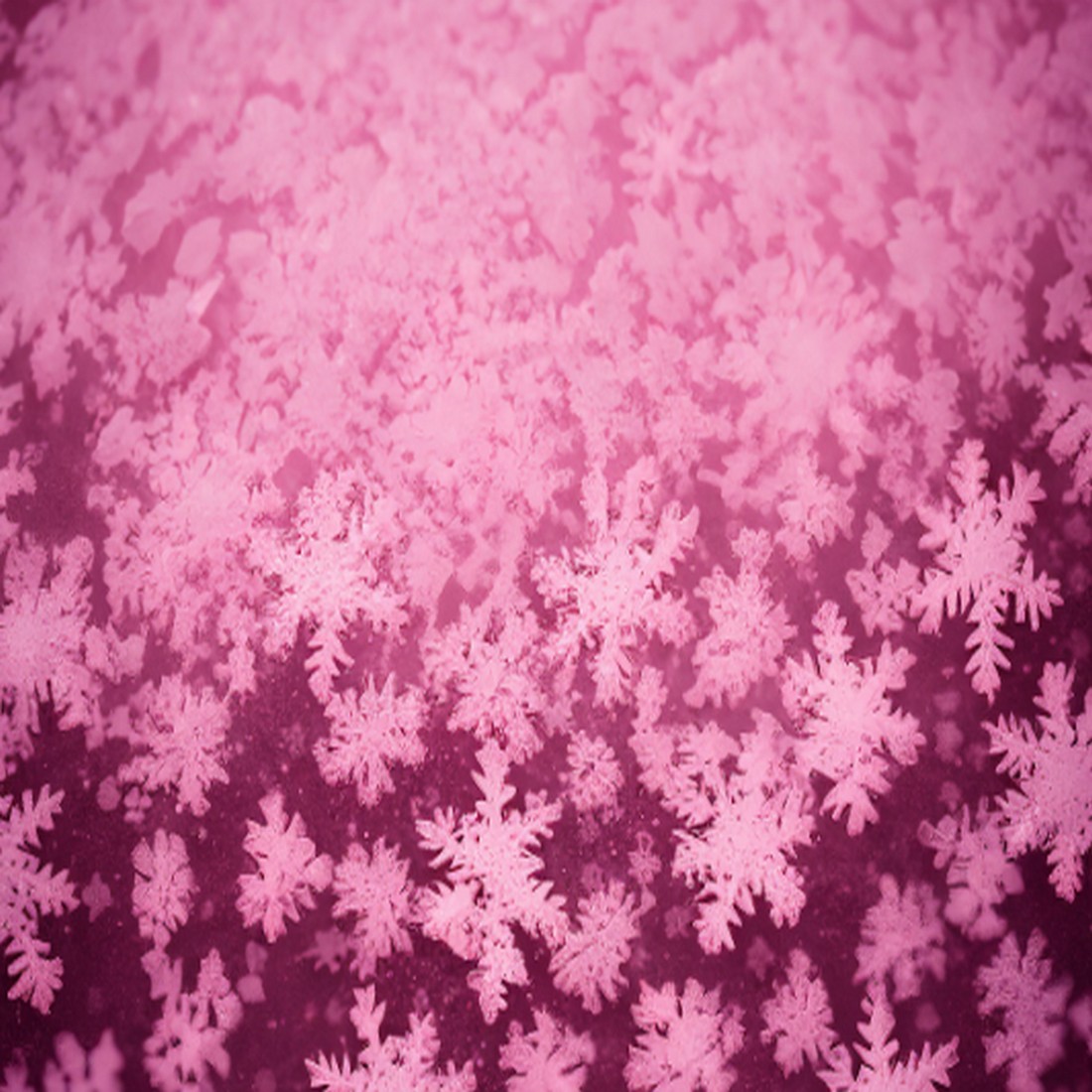 pink snow flakes background texture1 126
