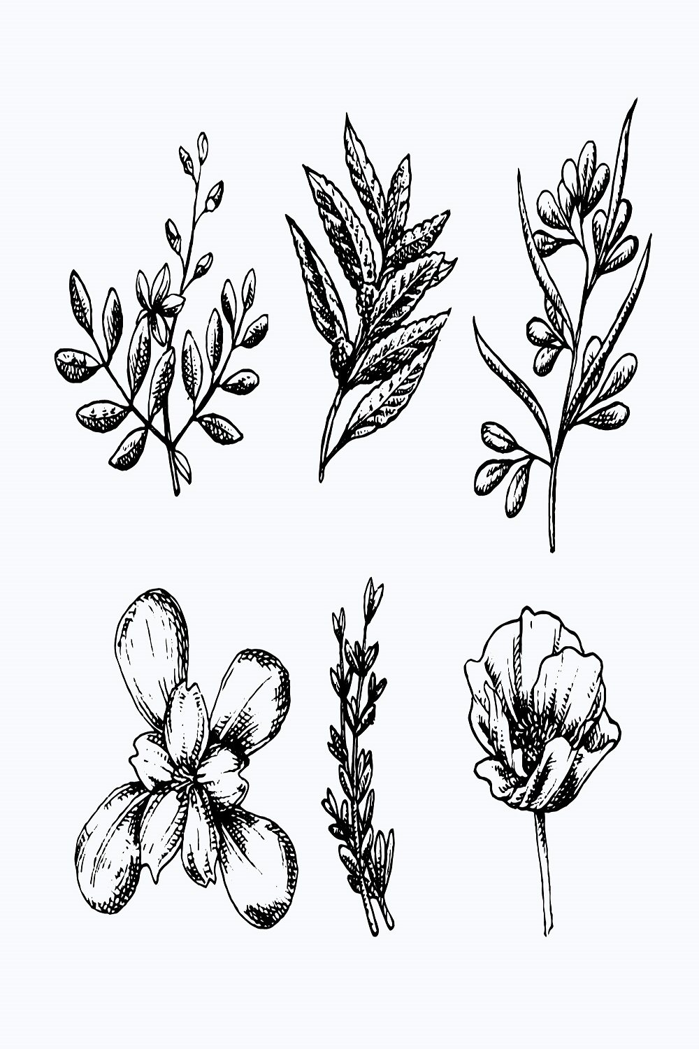 Realistic hand drawn herbs wild flowers pinterest preview image.