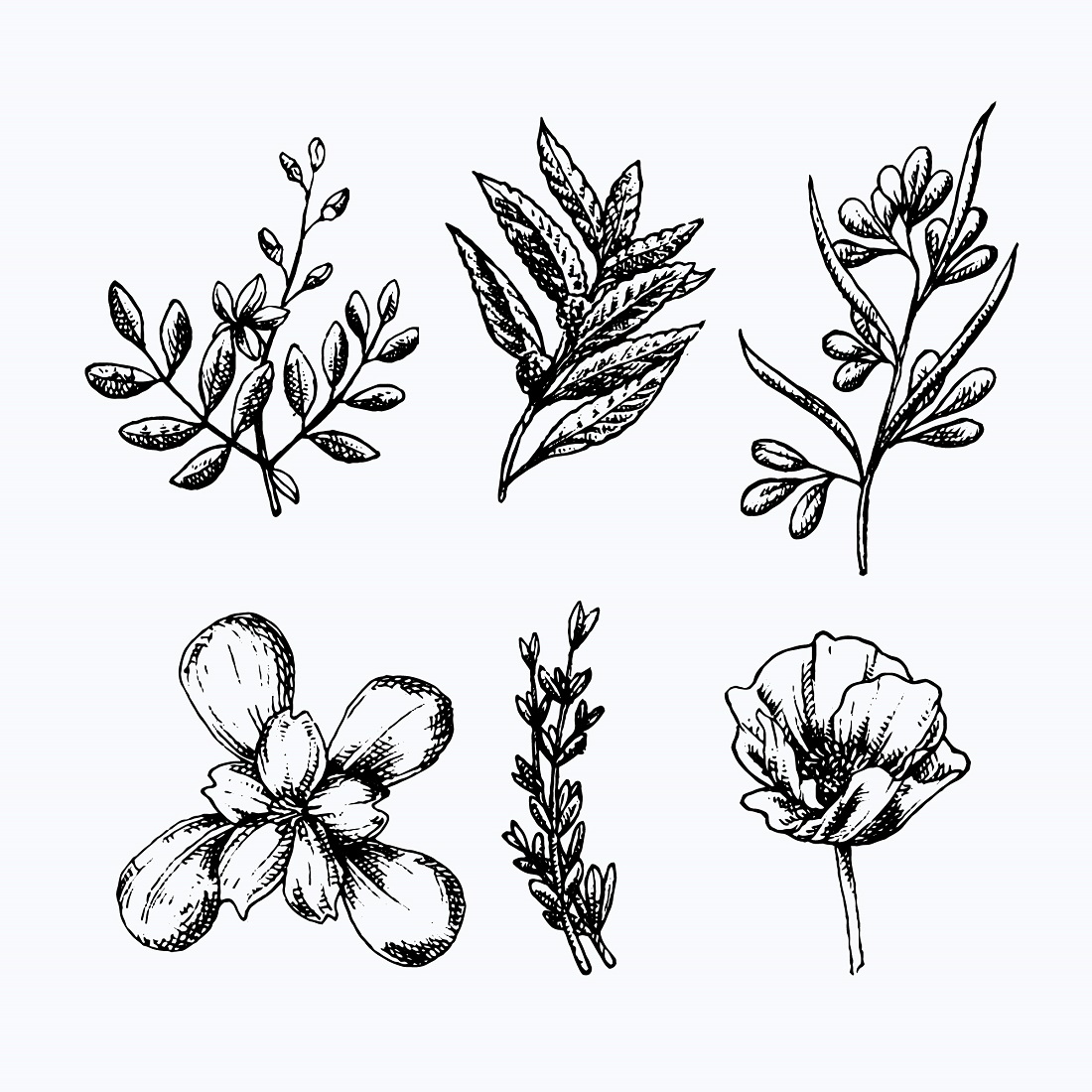 Realistic hand drawn herbs wild flowers preview image.