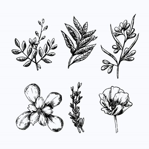 Realistic hand drawn herbs wild flowers cover image.