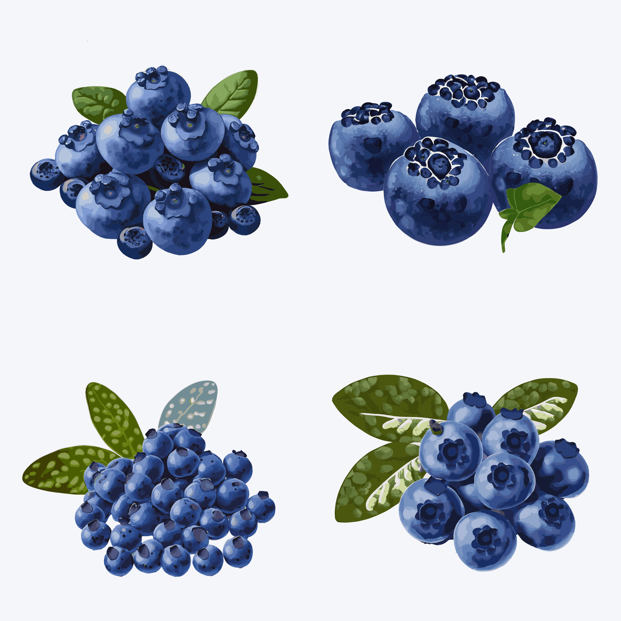 set of blueberries with leaves isolated on white background. vector illustration 390