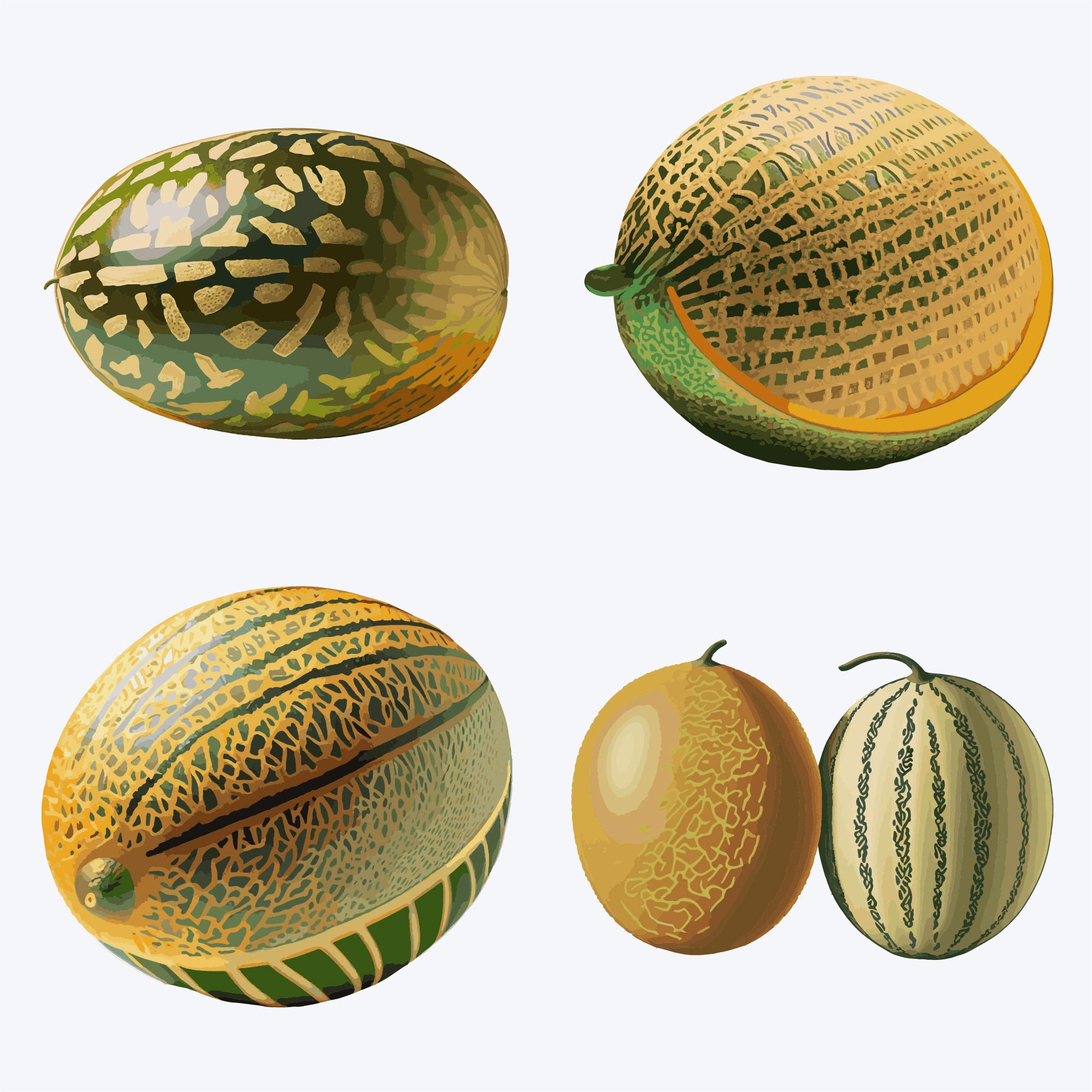 set of ripe melons. vector illustration isolated on white background 792