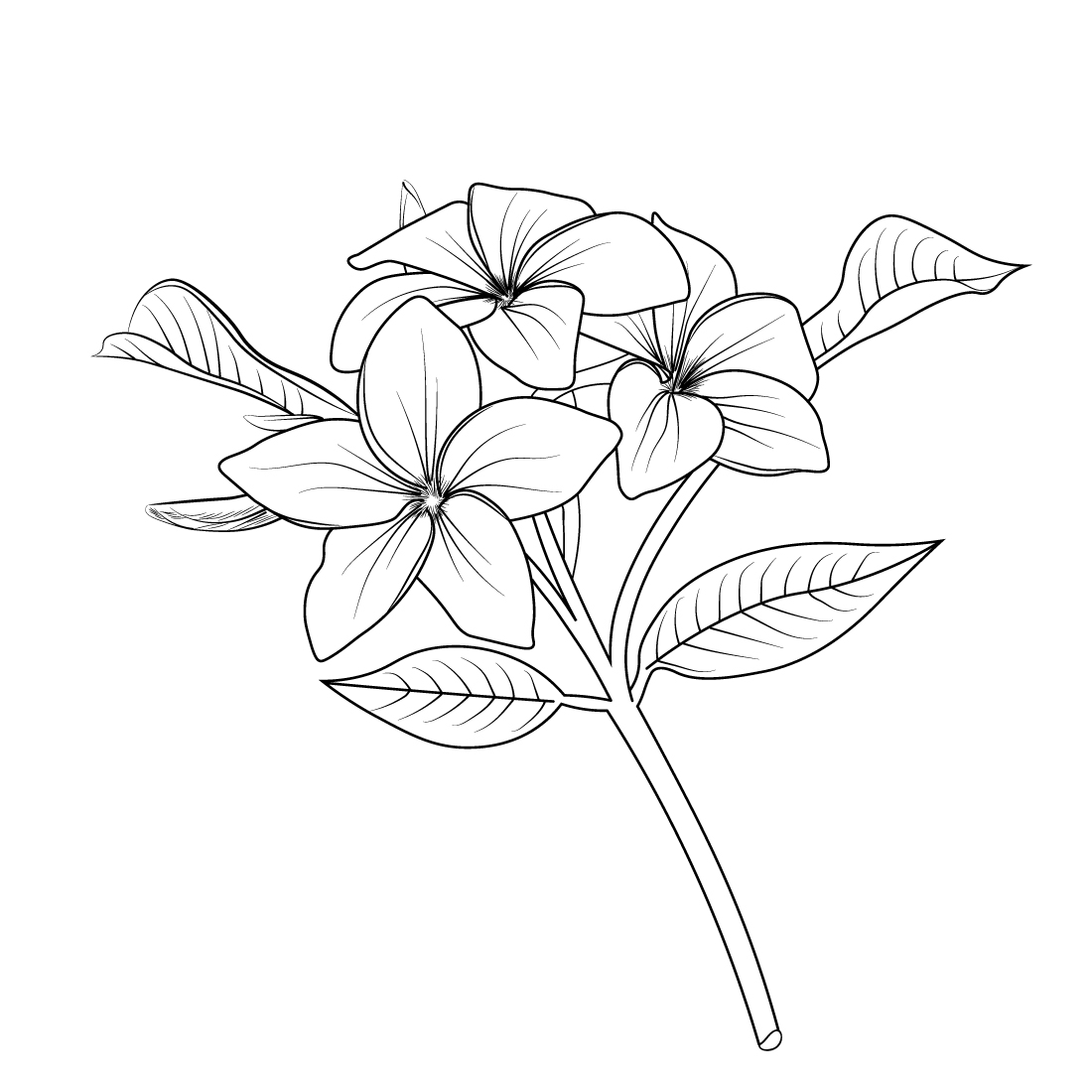 Plumeria flower drawing illustration. のイラスト素材 [39175446] - PIXTA