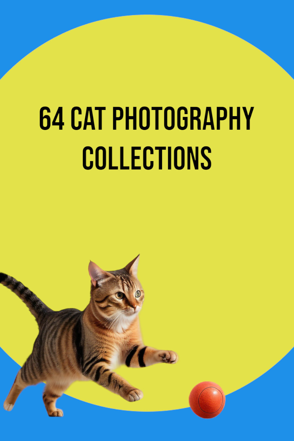 64 Cat photography collection pinterest preview image.