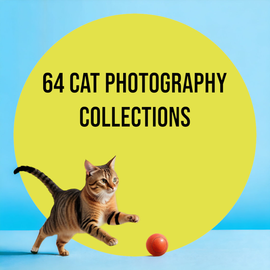 64 Cat photography collection preview image.