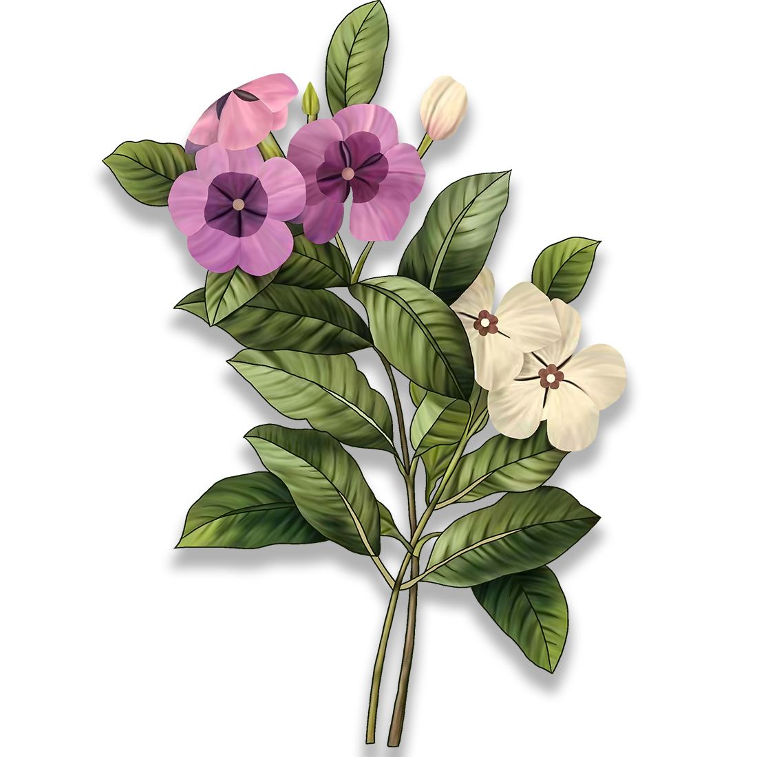 g.d collection 2 madagascar periwinkle flowers for digital print in png background 639