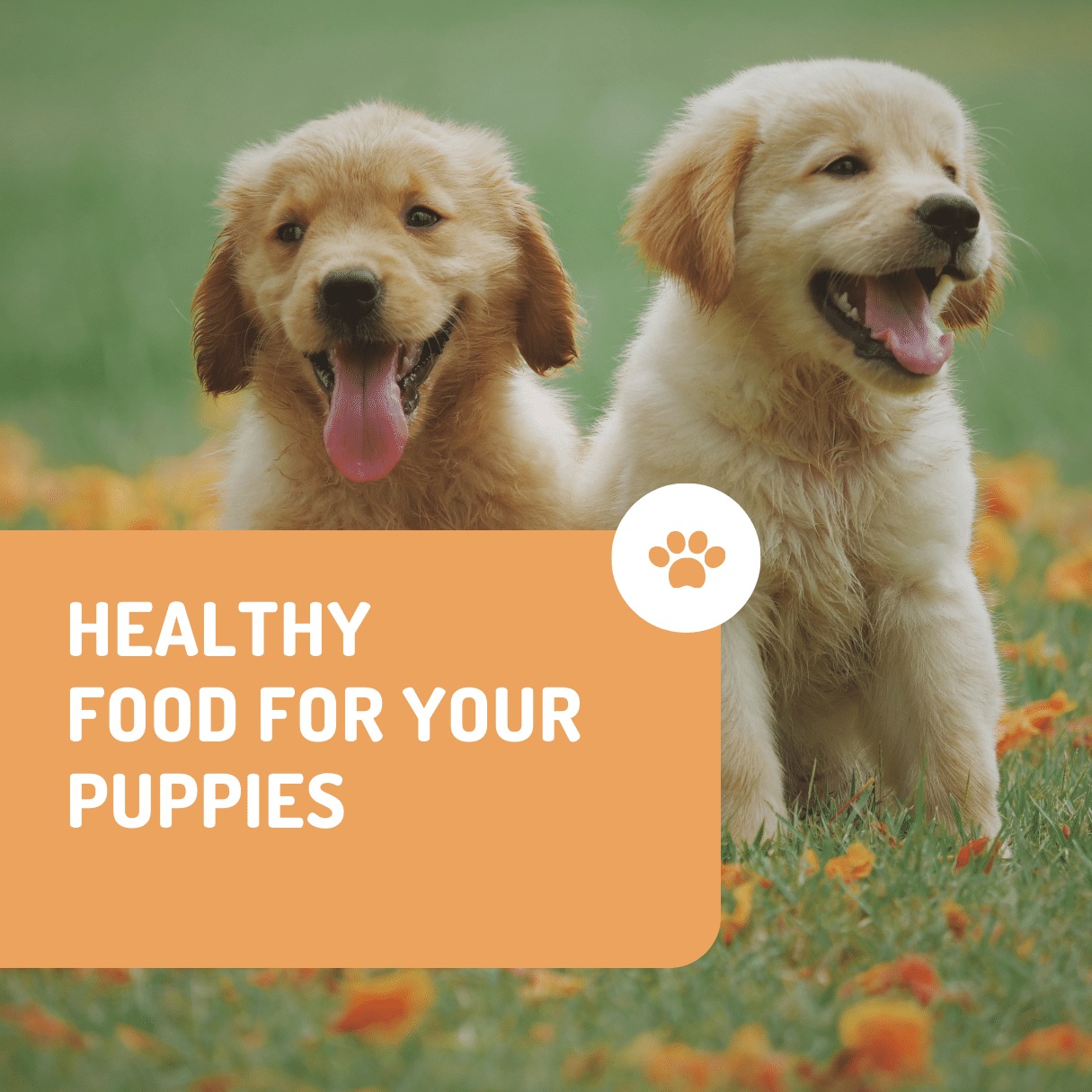 Modern Healthy Food For Dogs pinterest preview image.