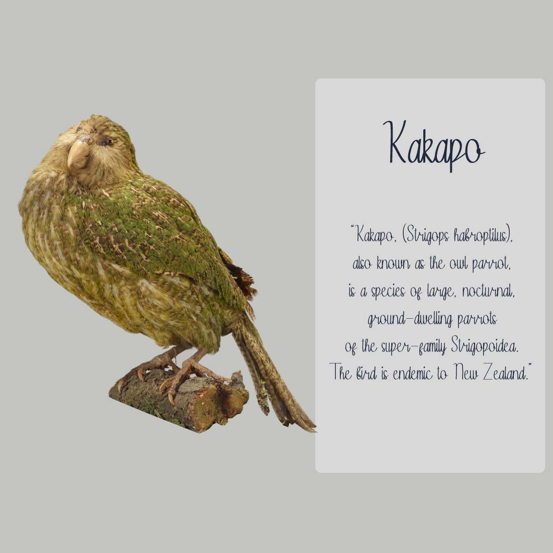Kakapo | Handwritten Script Font preview image.