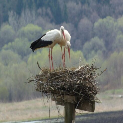 nature photography of storks cover image.
