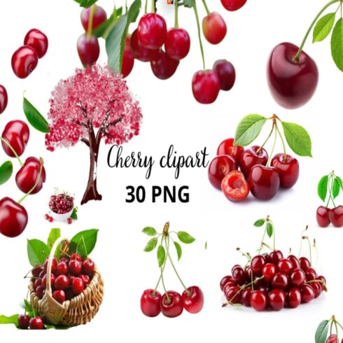 Cherry clipart, Kersen Clipart Bundel - 30 Fruit PNG Afbeeldingen, Cherry blossom clipart, Cherry transparent background, Red cherry cover image.
