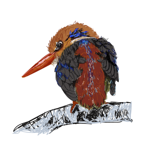 Kingfisher birds Vector Design cover image.