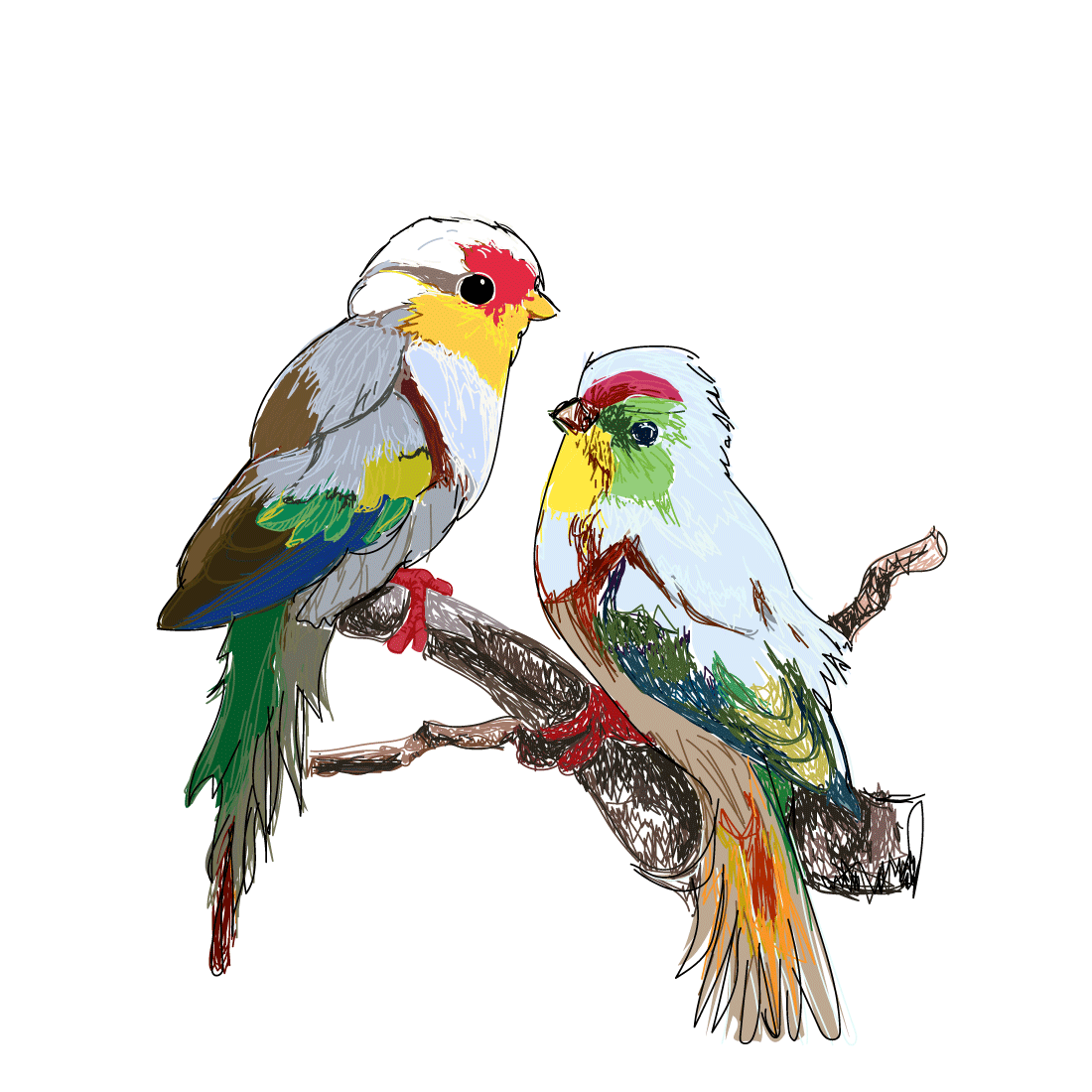 Colour Bird Drawing | 3d-mon.com