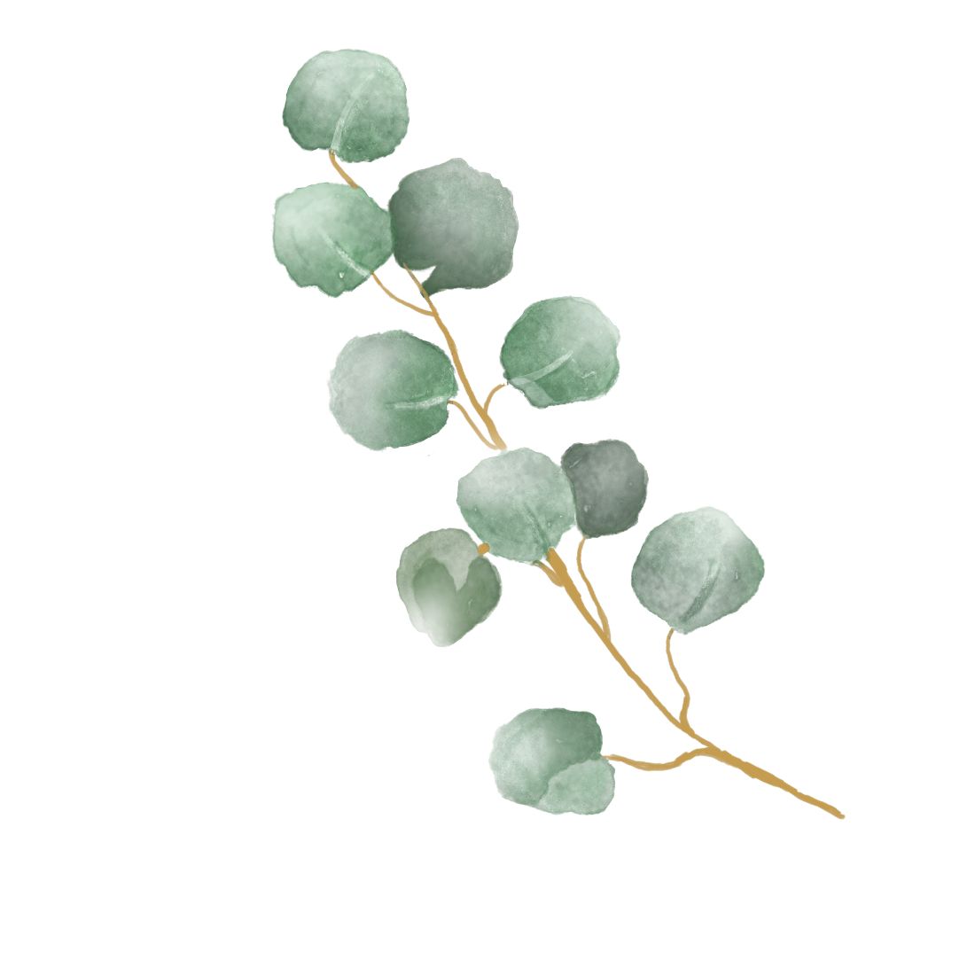 Watercolor Eucalyptus Clipart cover image.