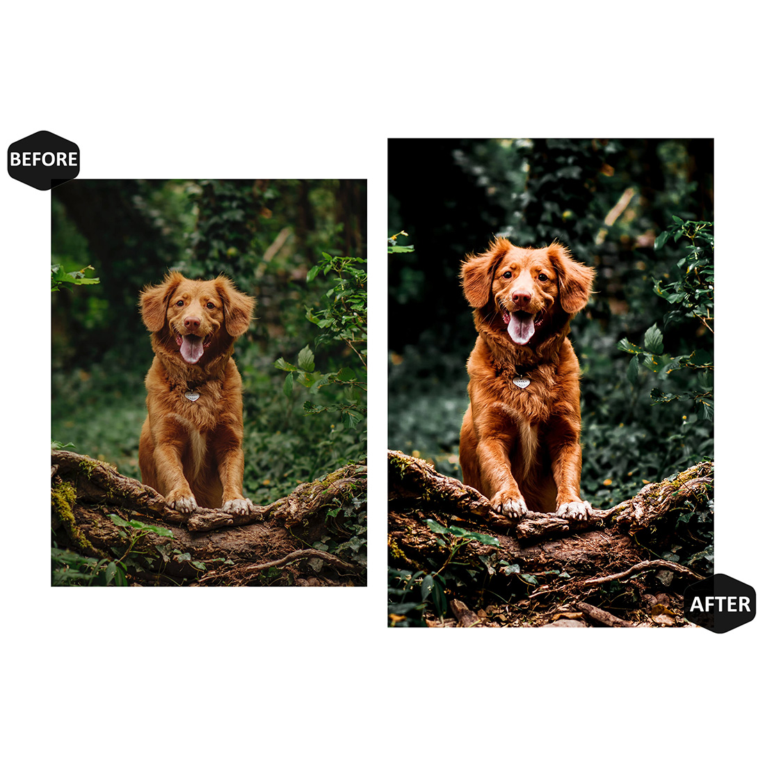 16 Moody Mood Lightroom Presets, Tropical Mobile Preset, Forest Dark Desktop LR Lifestyle DNG Instagram Filter Theme Portrait preview image.