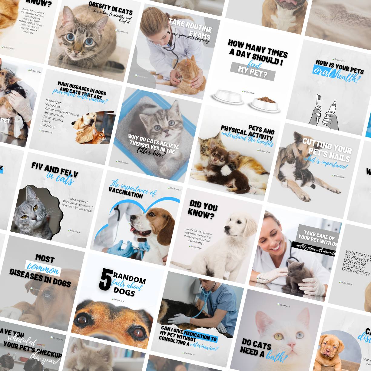 55 Veterinary Canva Templates For Social Media preview image.