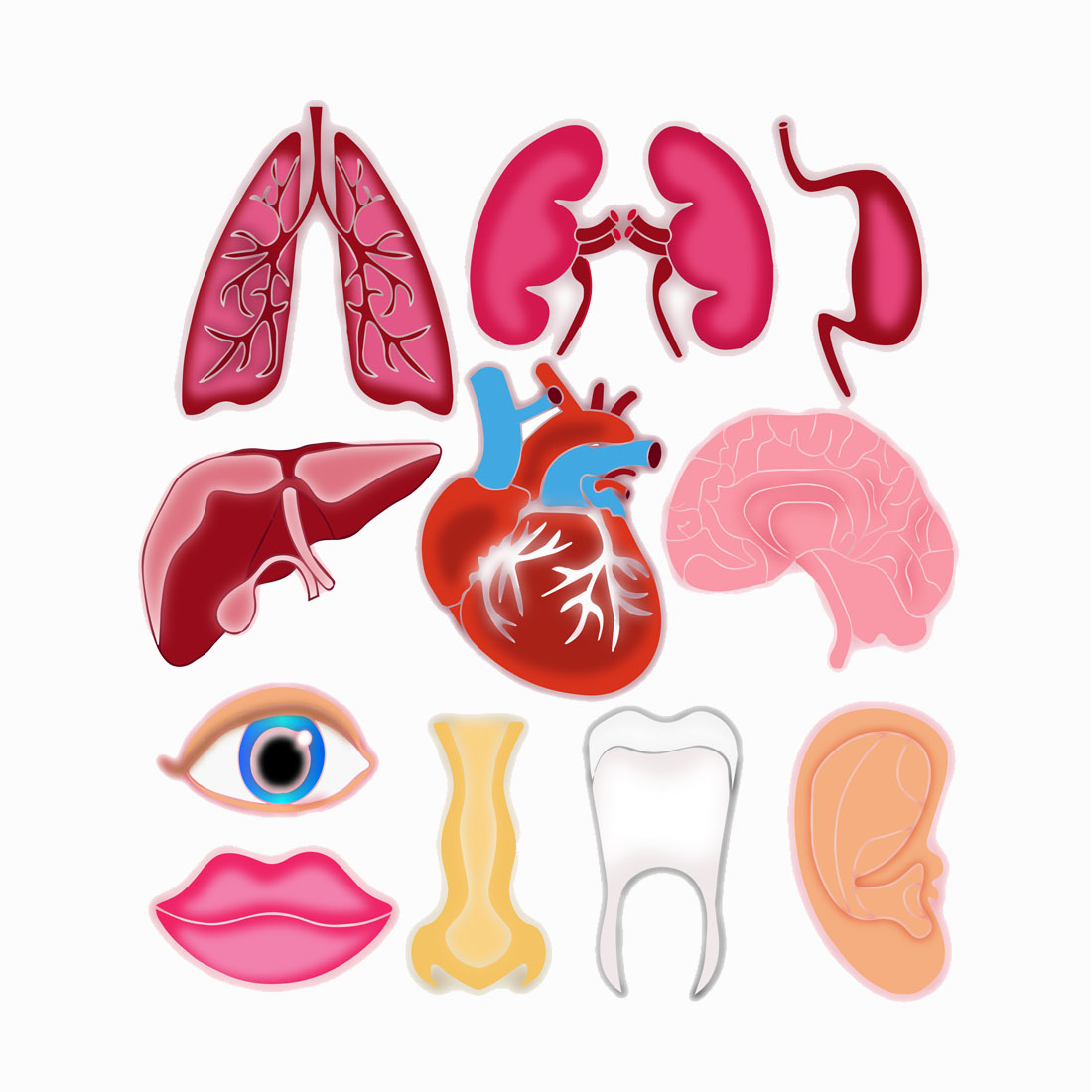 set of body organs preview image.