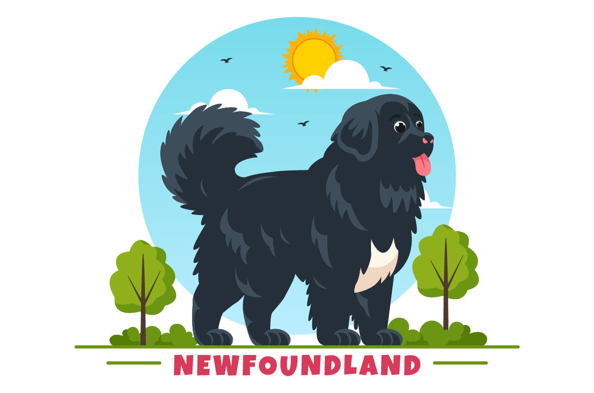 newfoundland dog 04 582