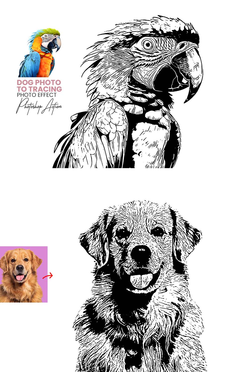 Animal Photo to Tracing pinterest preview image.