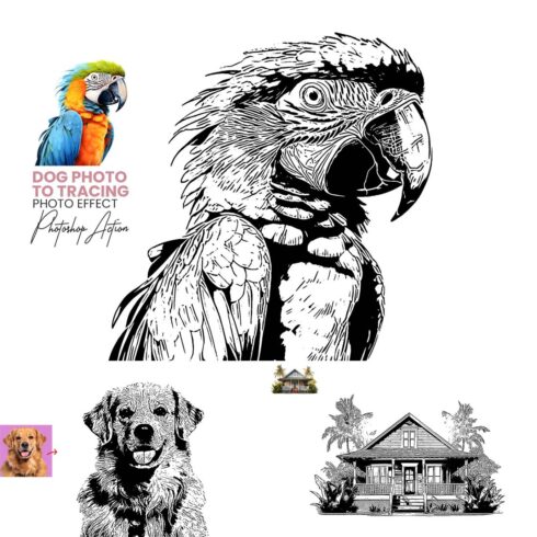 Animal Photo to Tracing cover image.