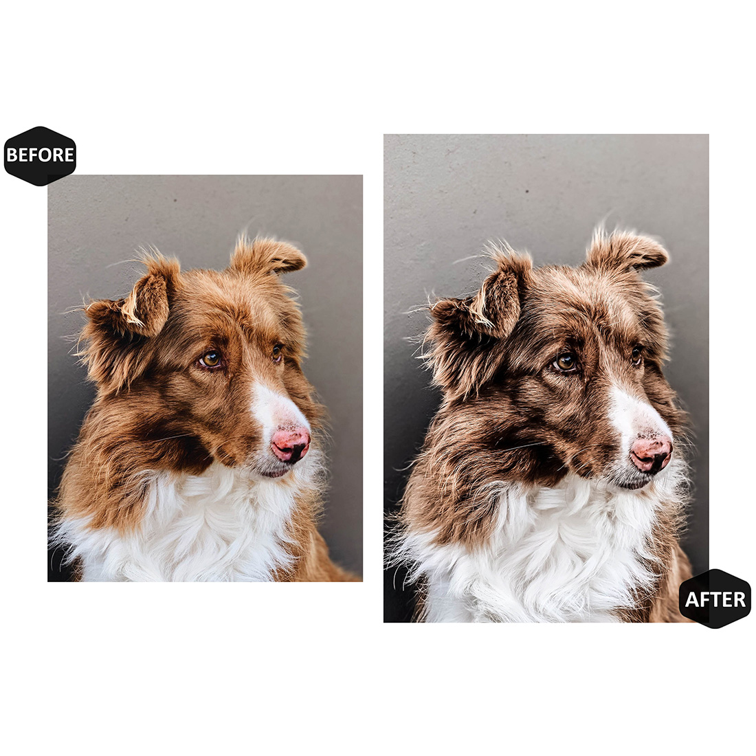 12 Fancy Friends Lightroom Presets, Animal Mobile Preset, Pet Desktop LR Lifestyle DNG Instagram Bright Filter Theme Portrait Season Doggie preview image.