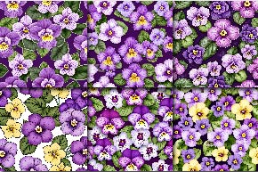 african violet flowers digital paper preview 05 794