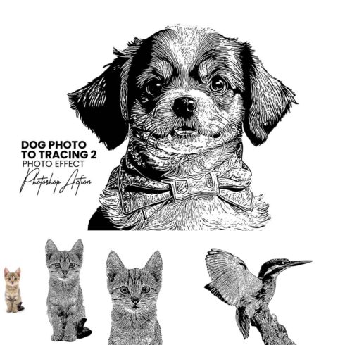 Dog Photo to Tracing Action cover image.