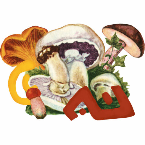 5 Mushroom Compositions cover image.