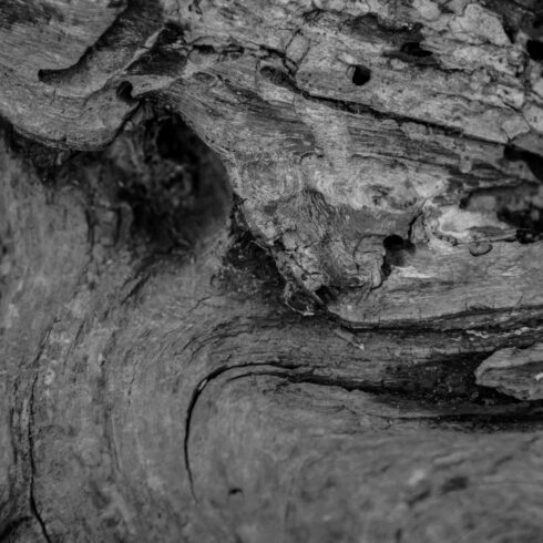 Hardwood Tree Texture Closeup Backgrounds cover image.