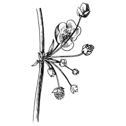 Botanical Illustrations cover image.