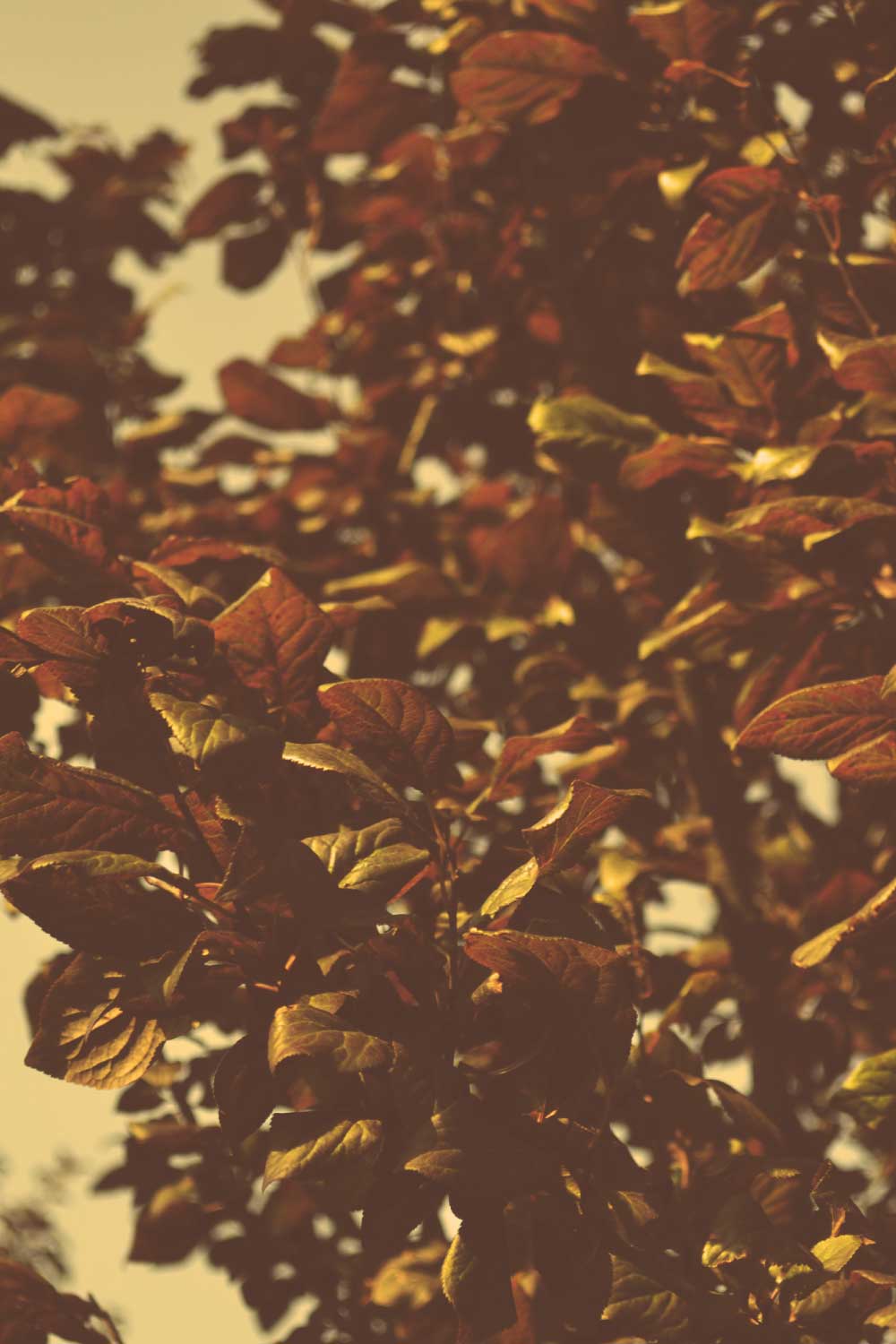 Dry Leaves Photography pinterest preview image.
