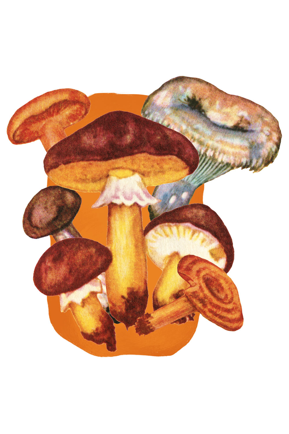 5 Mushroom Compositions pinterest preview image.