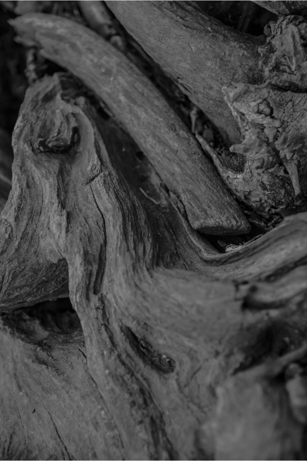 Hardwood Tree Texture Closeup Backgrounds pinterest preview image.