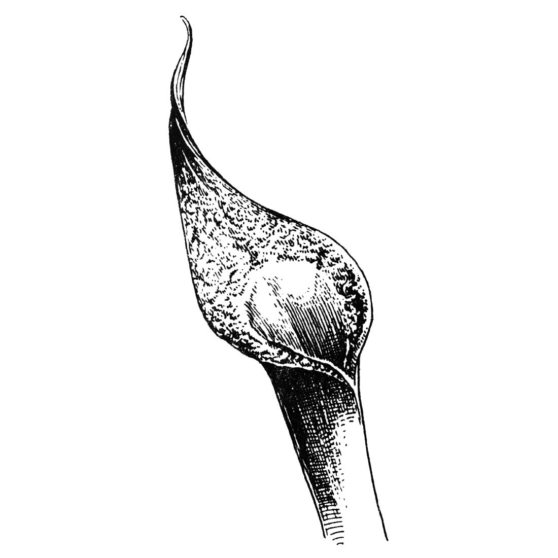 Botanical Illustrations preview image.