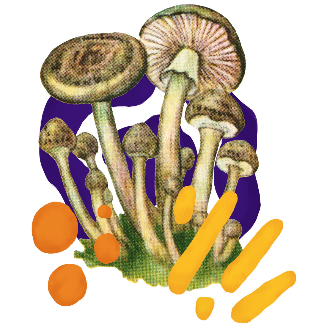 5 Mushroom Compositions preview image.