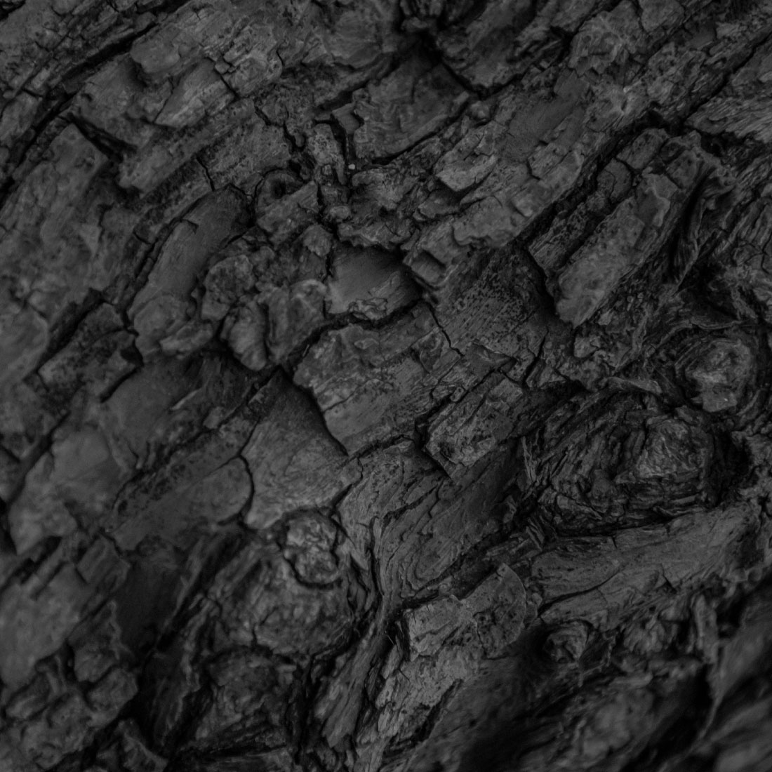 Hardwood Tree Texture Closeup Backgrounds preview image.