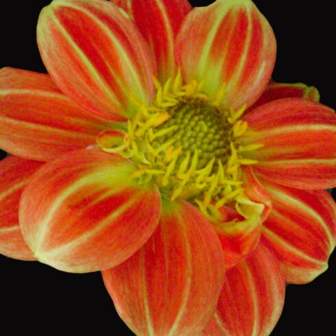 Dahlia Flower with black Background cover image.