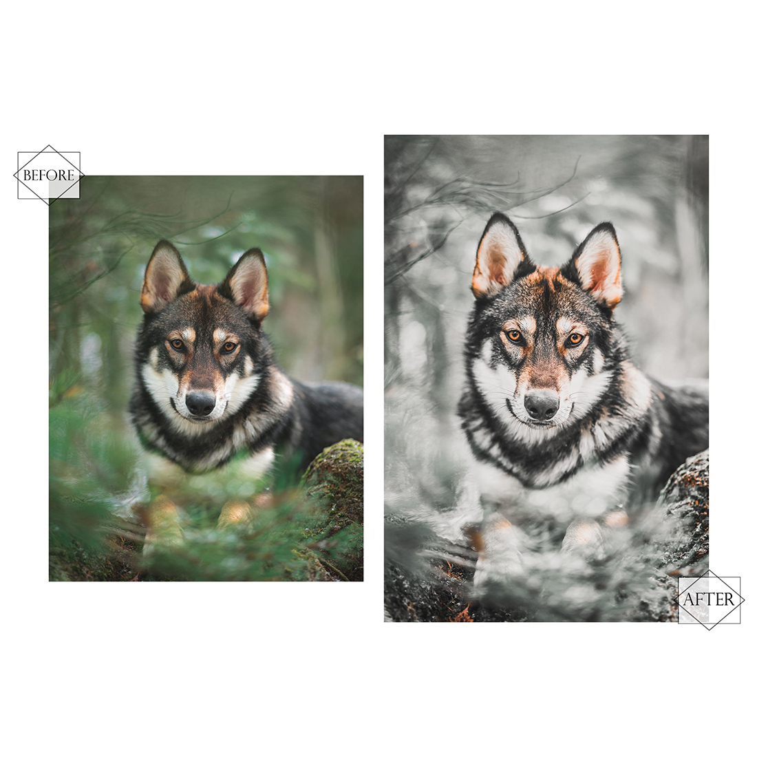 12 Huppy Puppy Photoshop Actions, Pet ACR Preset, Bright Ps Filter, Portrait And Lifestyle Theme For Instagram, Blogger, Outdoor preview image.