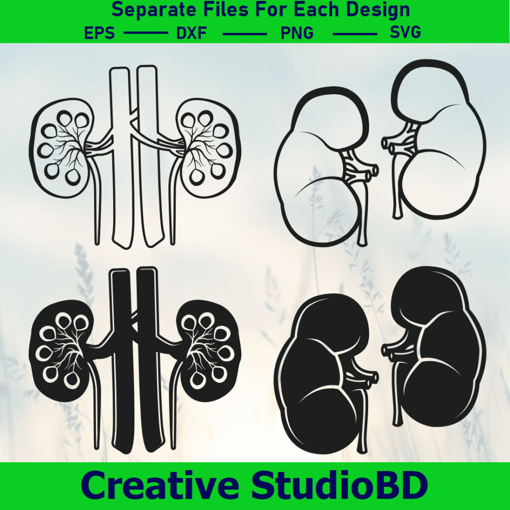 Kidney SVG Bundle, Kidney Anatomy Svg, Doctors Svg, Urinary Svg, Kidney ...