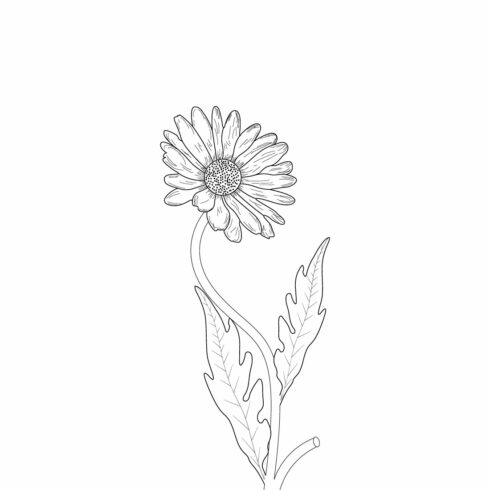 Daisy Flower Coloring Page For Kids cover image.