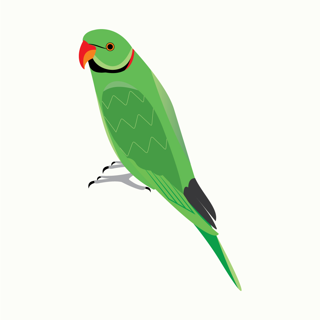 Alexandrine parakeet vector preview image.