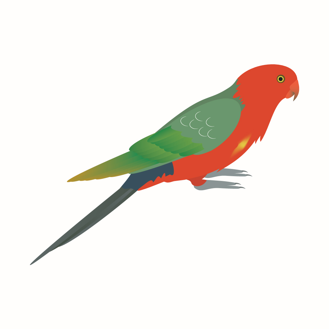 Australian king parrot vector preview image.