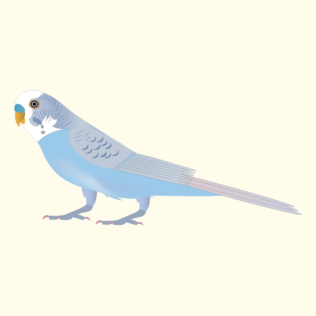 budgerigar parrot preview image.