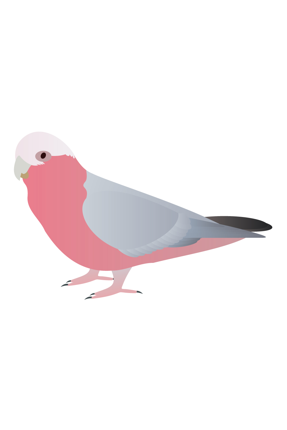 Galah parrot Vector&Clipart pinterest preview image.