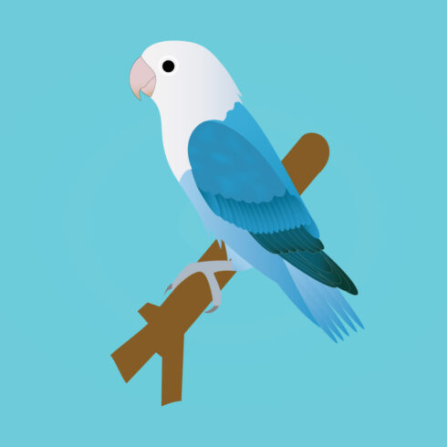 Blue quaker parrot vector cover image.