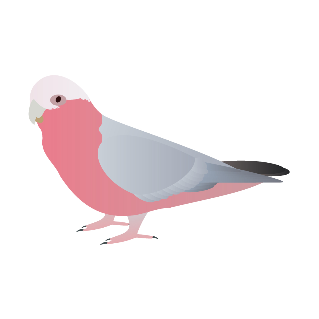 Galah parrot Vector&Clipart cover image.