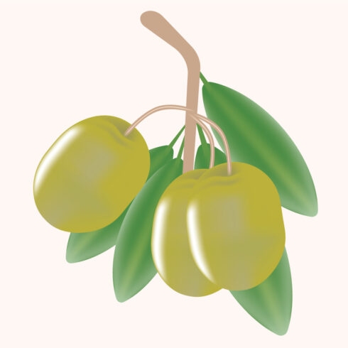 Green olive branch clipart & Vector cover image.