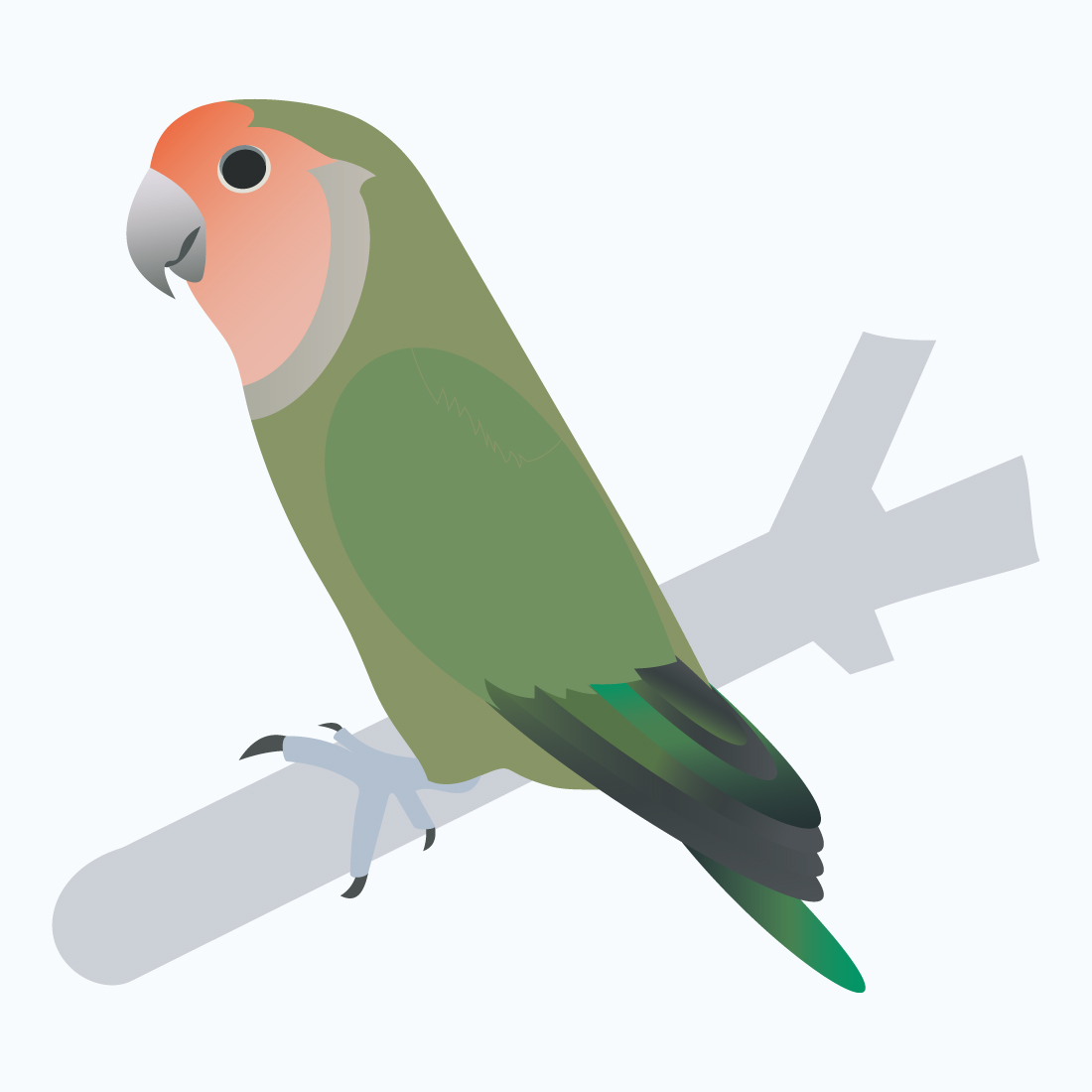 lovebird 246