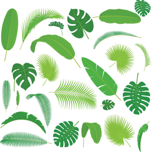 Tropical leaves flat set cover image.