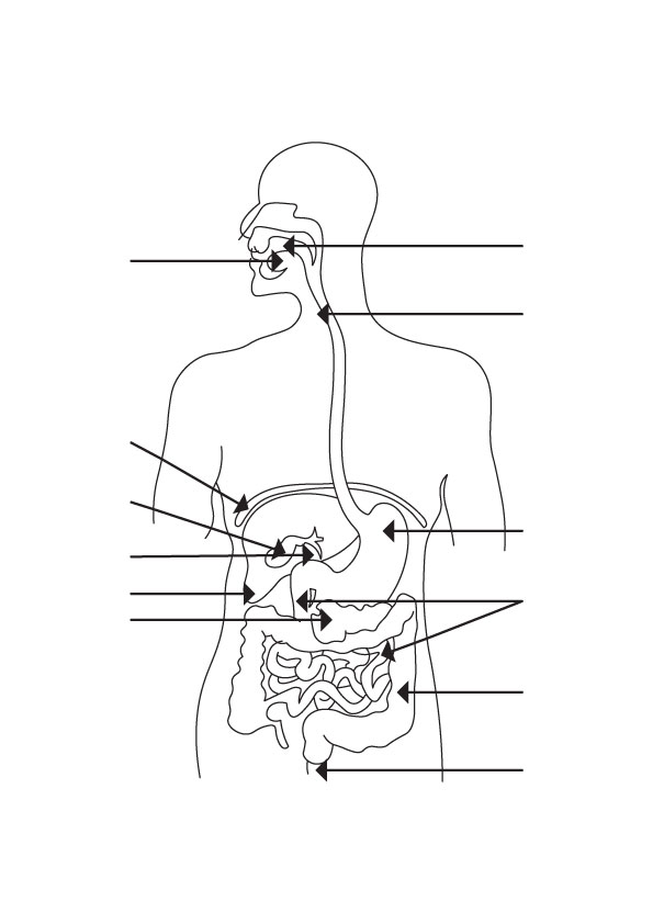 11 science diagrams class 10th human digestive system 836