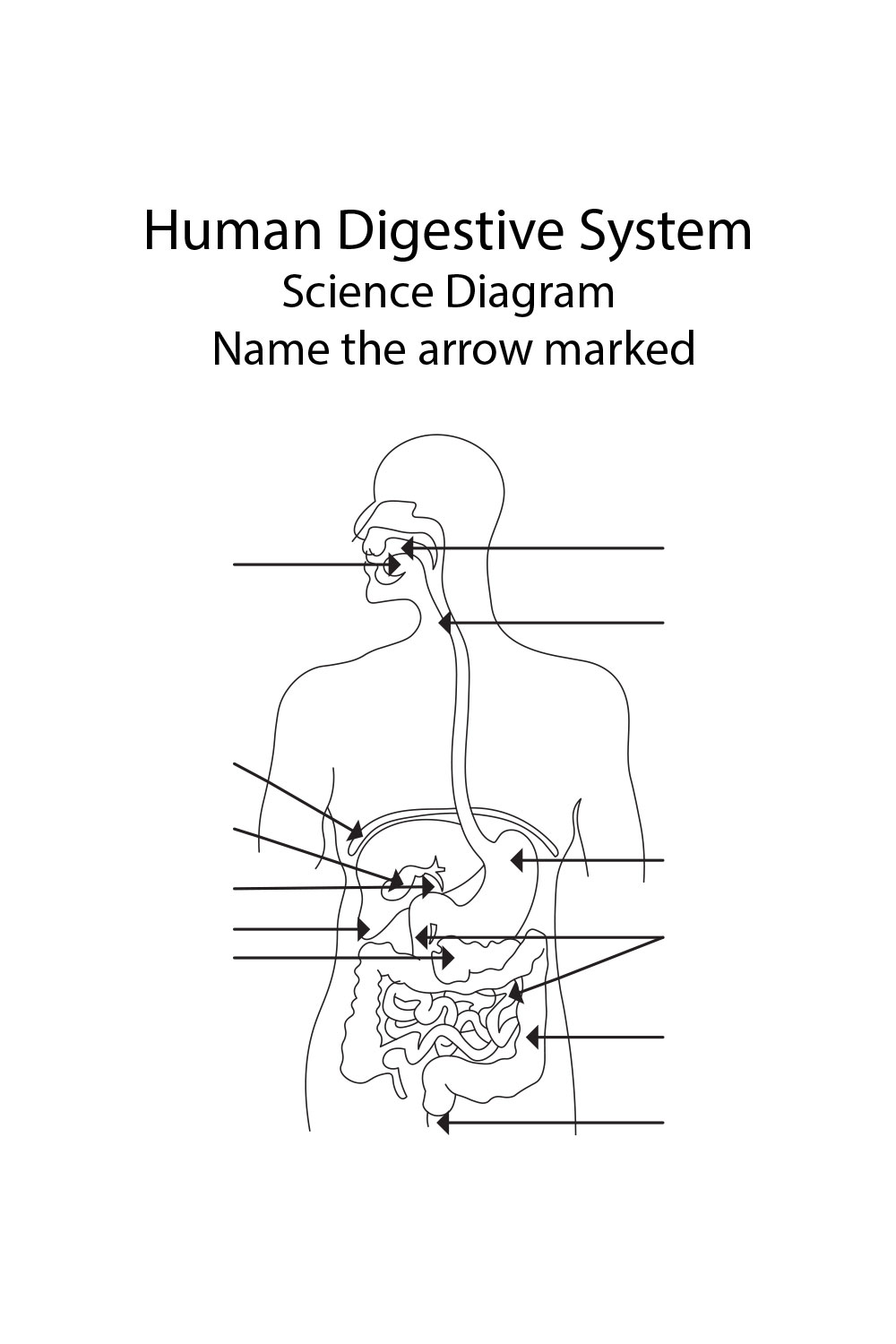 science diagrams class 10th-Human Digestive-System pinterest preview image.